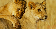 https://www.krugerpark.co.za/images/lions-popular-wildlife-kruger-park-590x390.jpg