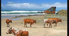 https://www.wildcoastholidays.com/cattle-shipwreck-beach.jpg